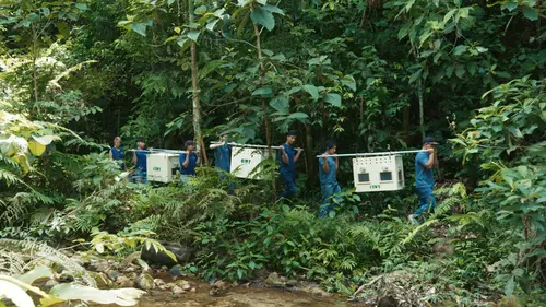 Les lisières de la forêt