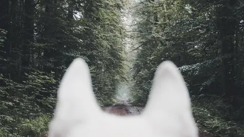 Les loups du Gévaudan