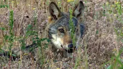 Les loups, nos voisins