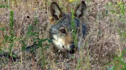 Les loups, nos voisins