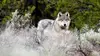 2018 • Les loups, sauveurs du parc de Yellowstone