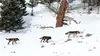 2018 • Les loups, sauveurs du parc de Yellowstone