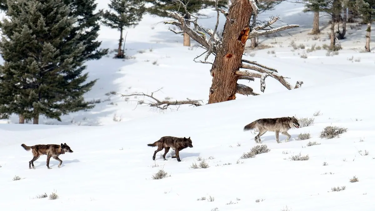 Les loups, sauveurs du parc de Yellowstone