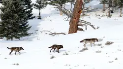 Les loups, sauveurs du parc de Yellowstone