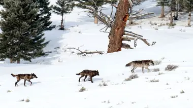 Les loups, sauveurs du parc de Yellowstone