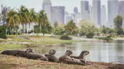 Les loutres des quartiers chics ! Une baie en effervescence