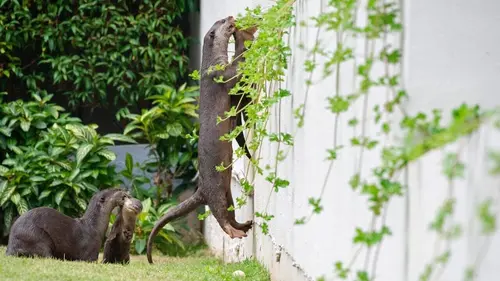 Les loutres des quartiers chics ! replay