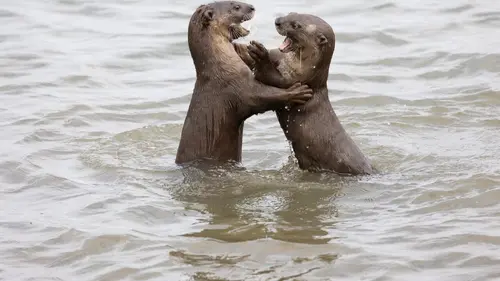 Les loutres des quartiers chics ! La reine de la baie