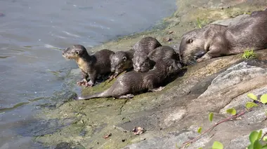 Les loutres des quartiers chics ! La bataille de la baie