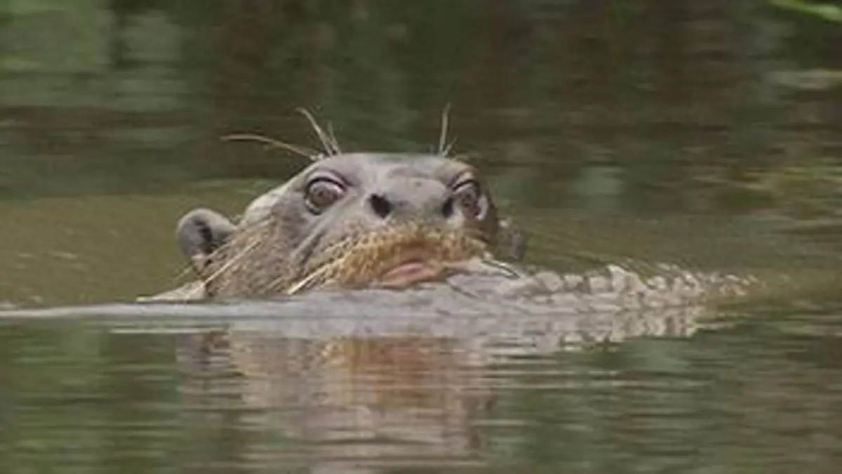 Les loutres géantes du fleuve Amazone