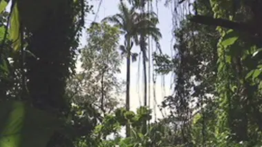Les mains dans la Basse-Terre
