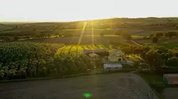 Les maîtres de l'huile d'olive