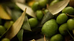 Les maîtres de l'huile d'olive