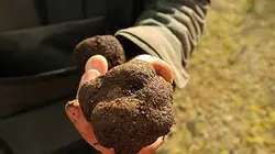 Visuel de Les maîtres de la truffe