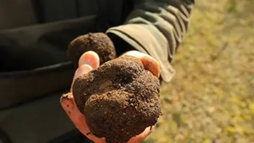 Les maîtres de la truffe