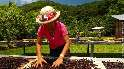 Les maîtres de la vanille