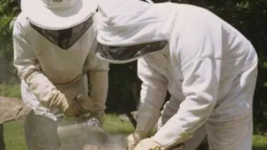 France, le berger des abeilles