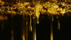 Les maîtres des abeilles  Argentine, à la recherche du paradis