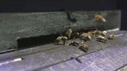 Les maîtres des abeilles Slovénie, le refuge de l'abeille carniolienne