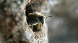 Les maîtres des abeilles Mexique, l'abeille maya