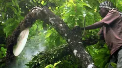 Les maîtres des abeilles  Inde, le miel des montagnes bleues