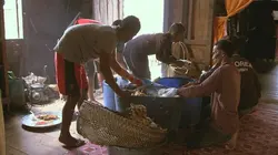 Les maîtres des abeilles Indonésie, l'arbre à miel sacré