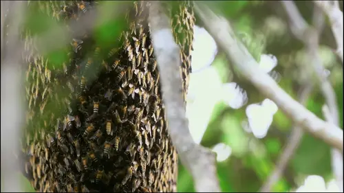 Les maîtres des abeilles