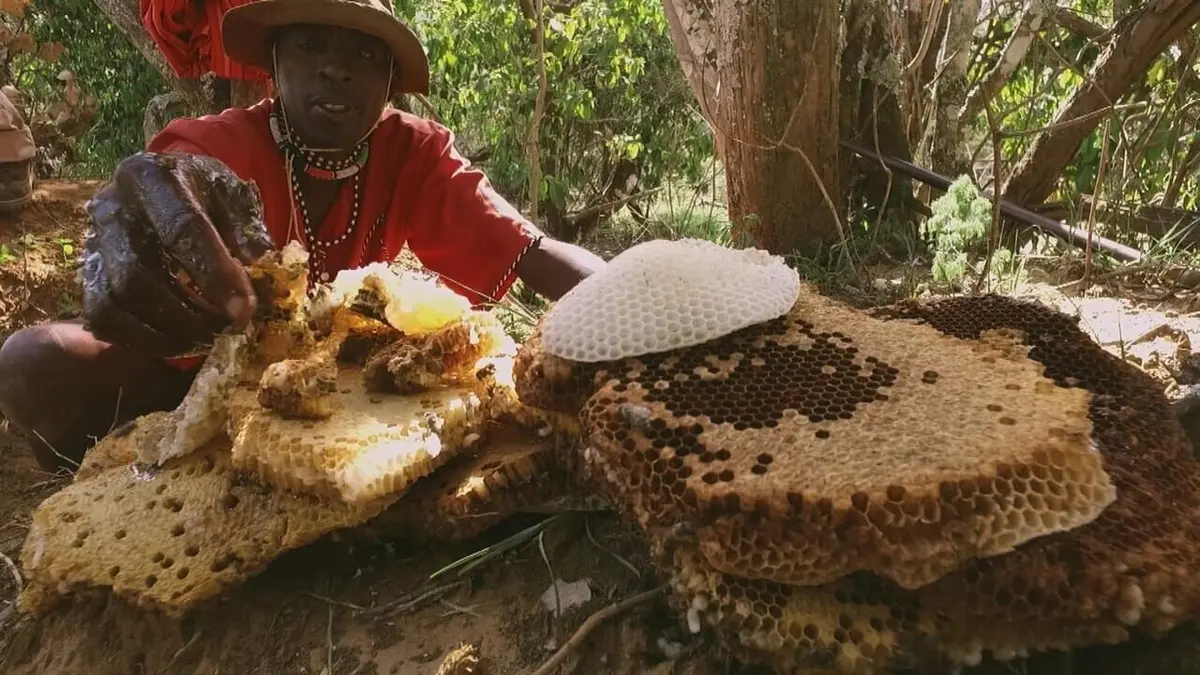 Les maîtres des abeilles Les arbres et leurs prédateurs