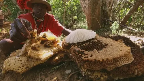 Les maîtres des abeilles Les arbres et leurs prédateurs