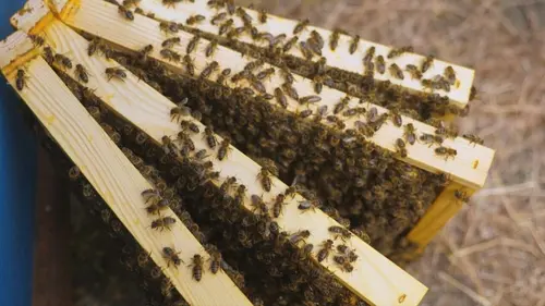 Les maîtres des abeilles Sauvegarder les abeilles