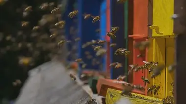 Apiculture en Europe, une tradition ancestrale