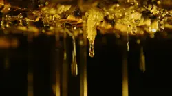 Les maîtres des abeilles  Argentine, à la recherche du paradis