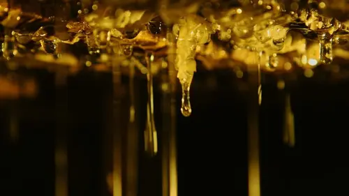 Les maîtres des abeilles Argentine, à la recherche du paradis