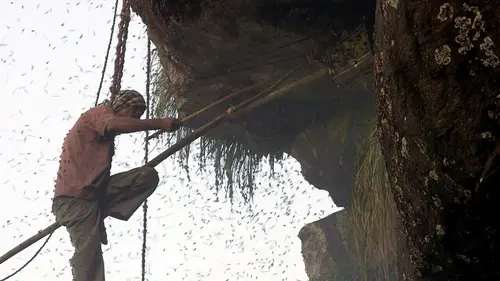 Les maîtres des abeilles Inde, le miel des montagnes bleues
