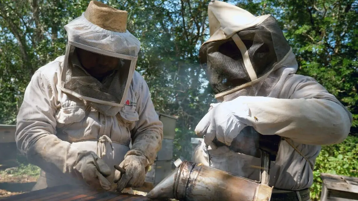 Les maîtres des abeilles Mexique, l'abeille maya