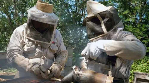 Les maîtres des abeilles Mexique, l'abeille maya