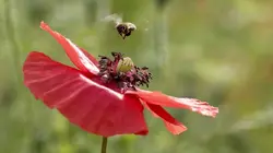 Les maîtres des abeilles Rosenfeld, un paradis pour les abeilles
