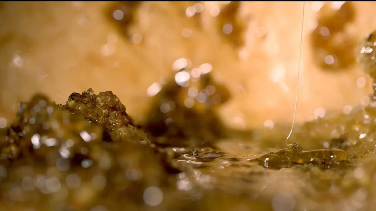 Les maîtres des abeilles Russie, les cavaliers du miel