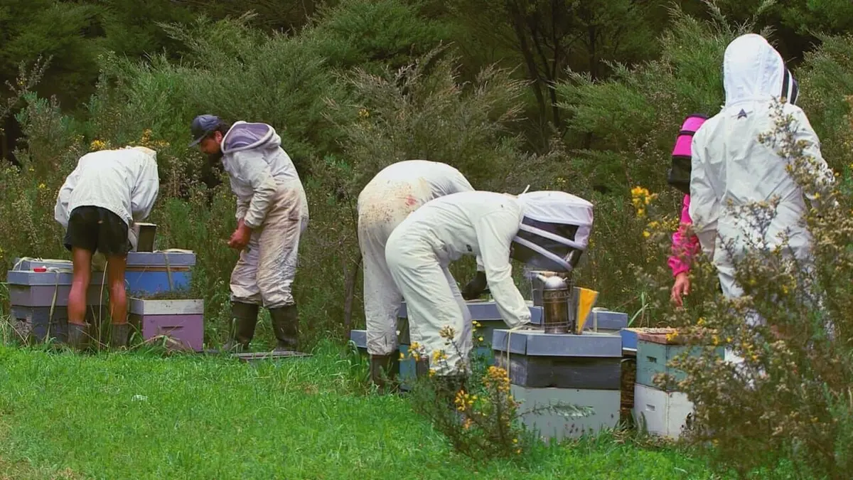 Les maîtres des abeilles Nouvelle-Zélande, le trésor des Maoris