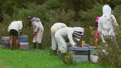 Les maîtres des abeilles Nouvelle-Zélande, le trésor des Maoris