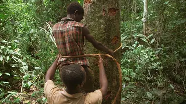 Cameroun, le miel sacré du peuple Baka