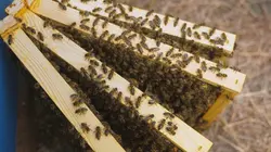 Les maîtres des abeilles