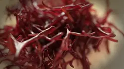 Les maîtres des algues