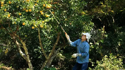 Les maîtres des citrons
