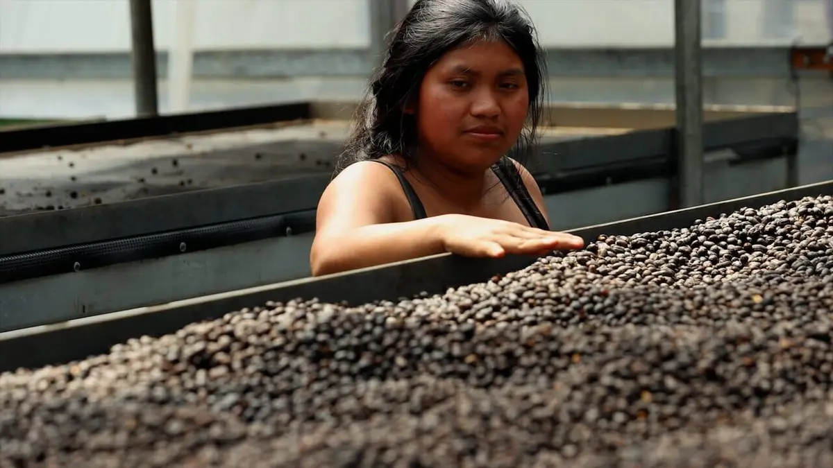 Les maîtres du café