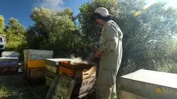 Les maîtres du miel