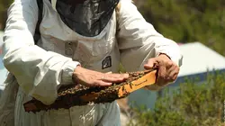 Les maîtres du miel