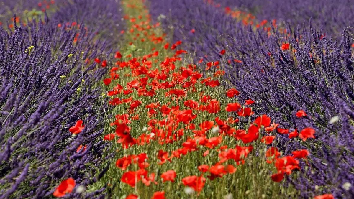 Les maîtres du miel