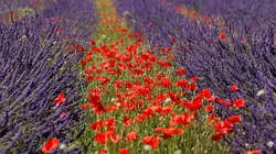 Les maîtres du miel