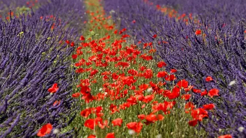 Les maîtres du miel